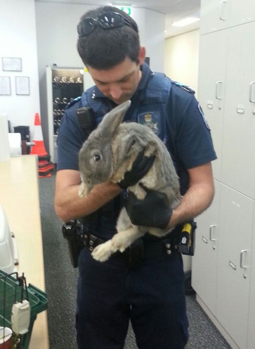 Senior Constable Ben Sier with what is definitely not a guinea pig. (Supplied: Queensland Police Service)