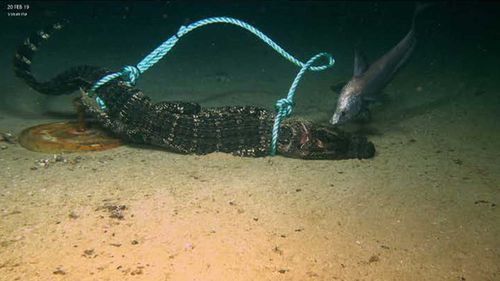 The alligators were dropped on the ocean floor in the Gulf of Mexico.