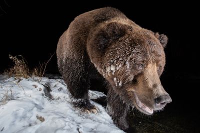 Winner - Camera Traps: 'Ice bear'