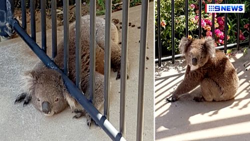 Family free koala trapped under backyard fence