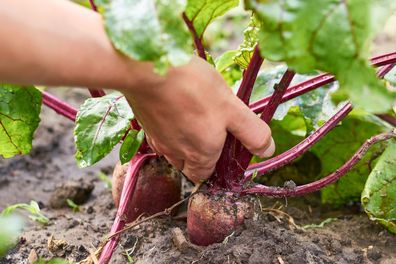 Beetroots being harvested from a garden