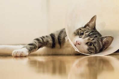 Cat with an e-collar is recovering from knee surgery on the floor.
