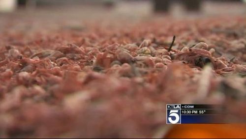 The crustaceans became a stinking mess before too long. (KTLA) 