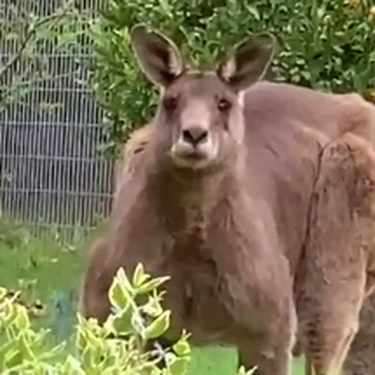 Australia wildlife: Melbourne woman mauled by a kangaroo in her Cranbourne  South backyard