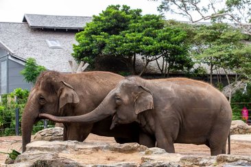 Female Asian elephants Tang Mo  and Pak Boon will say goodbye to Taronga Zoo. 