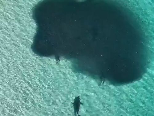 A shiver of sharks was spotted feeding on a bait ball off Moreton Island, Queensland.