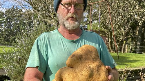Colin Craig-Browns holds a large potato dug from his garden at his home near Hamilton, New Zealand. 
