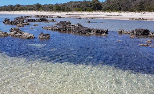 The Pix family were visiting Dunsborough Beach south of Perth when the dada accidentally pocketed two blue-ringed-octopus.