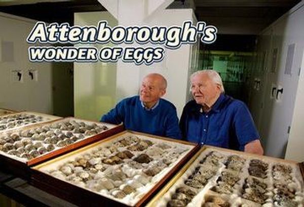 Attenborough's Wonder of Eggs