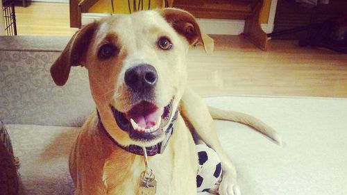 'World's saddest dog' now 'world's happiest dog' after finding new home