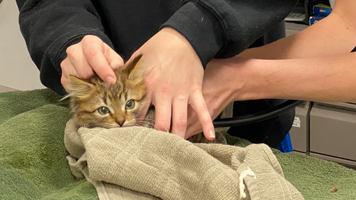 Denver kitten rescued after paws freeze to semi-trailer