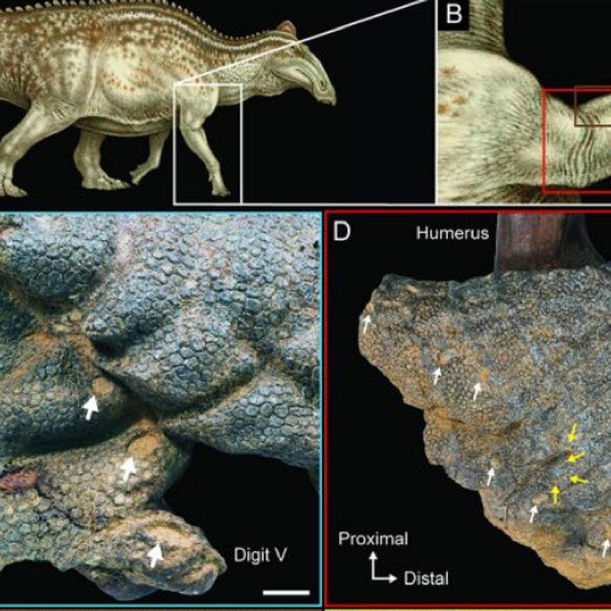 Mummified dinosaur's skin was gnashed by ancient crocs