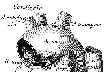 Which system of the body is the aorta a part of?