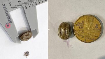 Giant tick found on Jack Russell dog in Byron Bay, NSW.