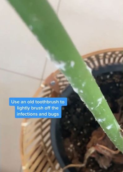 Indoor plants TikTok