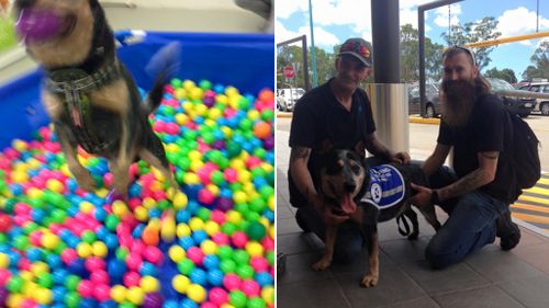 A very excited Buddy playing in a ball pit and becoming an honorary service dog. (Facebook)
