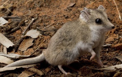 The fat-tailed dunnart is the Tasmanian tiger's closest living relative. 