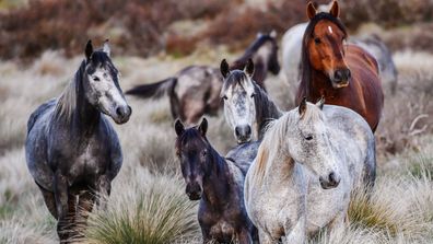 Wild horses, Brumbies off the Snowy Mountain highway, Kosciuszko National Park.