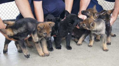 Queensland Police want you to name the puppies in their latest litter. (Supplied)