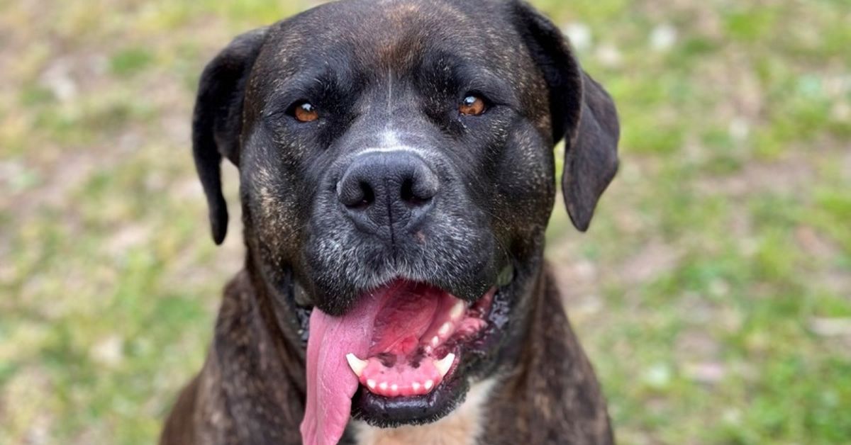 Large dogs adoption: Chloe has been in a pet shelter for more than 650 days because of a misconception impacting thousands