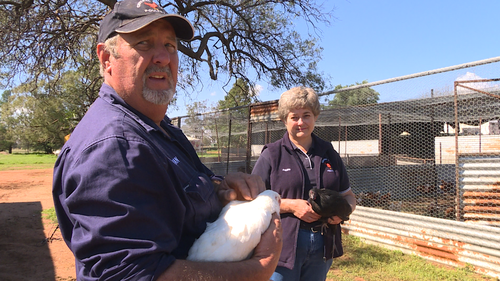 Ian and Pauline Freeth say demand from their chooks has risen in recent weeks.