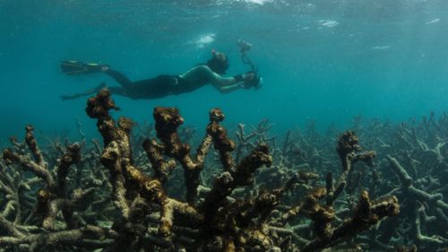 In this May 2016 photo released by The Ocean Agency/XL Catlin Seaview Survey, an underwater photographer documents an expanse of dead coral at Lizard Island on Australia's Great Barrier Reef. (AAP)