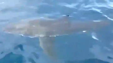 It&#x27;s a sight not normally seen off Queensland beaches, but a Great White Shark has been spotted about eight kilometres off the coast of Surfers Paradise. 