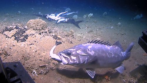 A wreckfish swept in on the unsuspecting sharks and swallowed one whole during the ocean floor feeding frenzy.