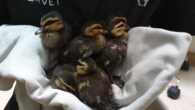     Wildlife Victoria ha ringraziato oggi lo staff di Metro-Treni dalla mente rapida alla stazione ferroviaria di Flinders Street dopo aver salvato sei anatroccoli dai binari sul binario 10.