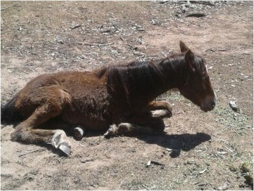 More than 150 brumbies in the Barmah National Park north-east of Echuca are in dire conditions.   more than 150 brumbies in the Barmah National Park north-east of Echuca in dire conditions.   more than 150 brumbies in the Barmah National Park north-east of Echuca in dire conditions. 