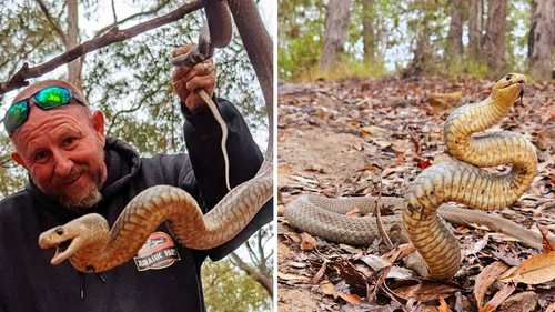 The eastern brown was located into nearby bushland. 