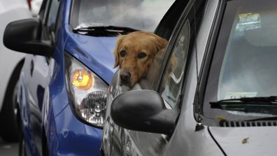 A dog peeks out the rear window of a car as his owner drives in to get tested for COVID-19 in Mexico City in January 2022.