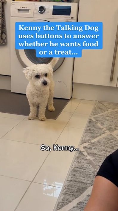 Kenny the talking dog is going viral for "speaking" to his owners