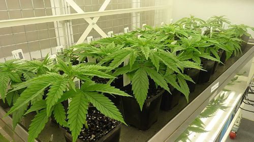 New laws legalise medicinal cannabis crops in Australia