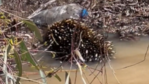 The echidna was seen struggling in Shepparton floodwaters. At one point it  tried to find purchase on a plastic water bottle. 