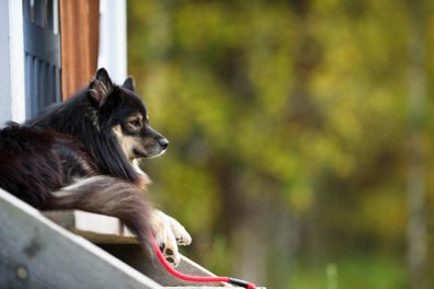 Finnish Lapphund relaxes on the front porch. Selective focus and shallow depth of field.