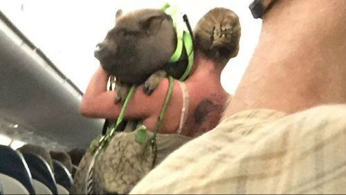 US woman kicked off flight due to misbehaving ‘emotional support’ pig has been identified