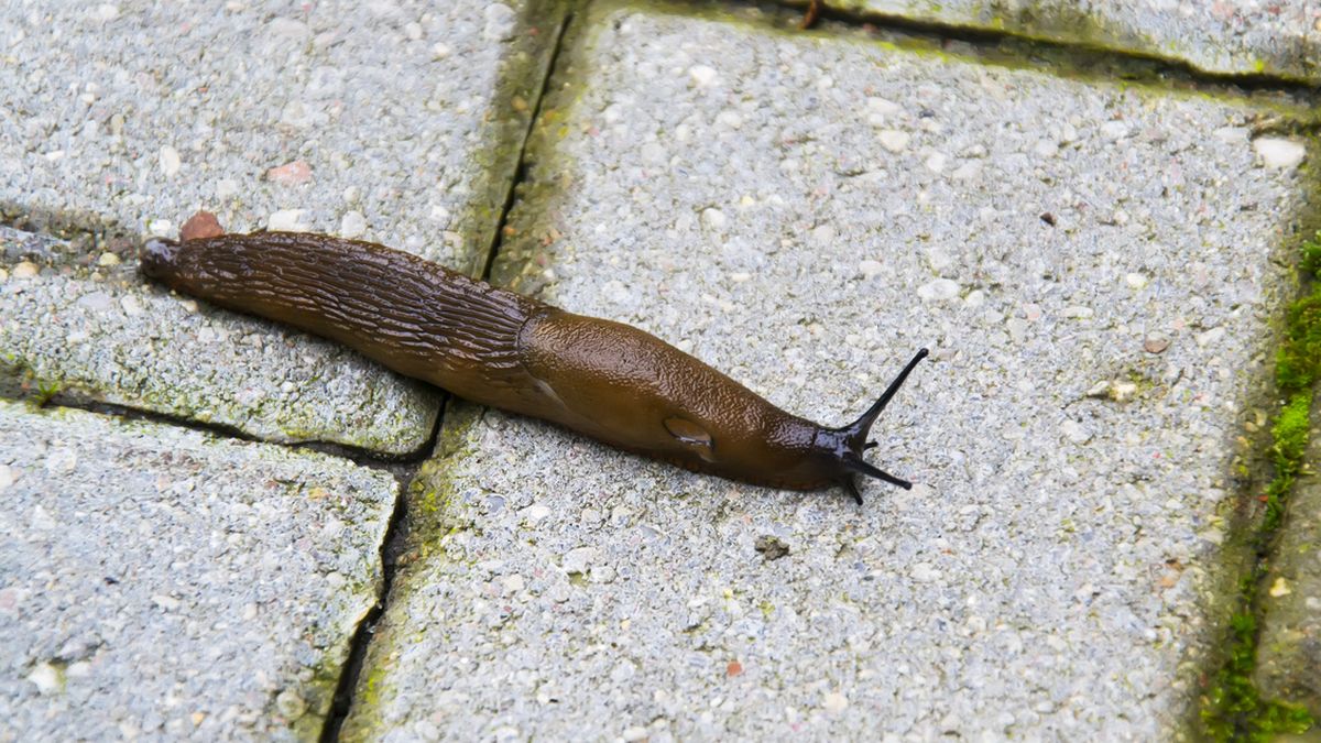 are slugs attracted to dog poop