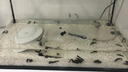 A tank of medicinal leeches are seen at Sydney Hospital and Sydney Eye Hospital.