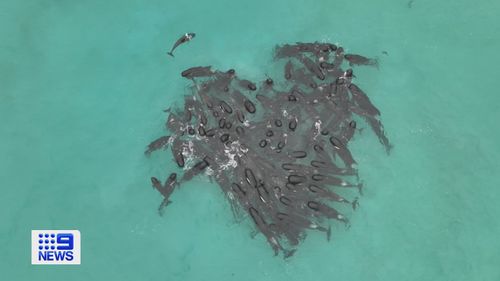 Pilot whales of Albany coast in Western Australia.