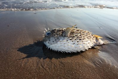 Terrill exhorte quiconque trouve un poisson-globe mort sur la plage à s'en débarrasser avec précaution.