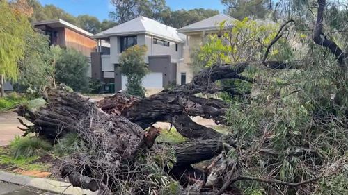 About 9000 homes and businesses are without power, while some have been damaged by fallen trees.