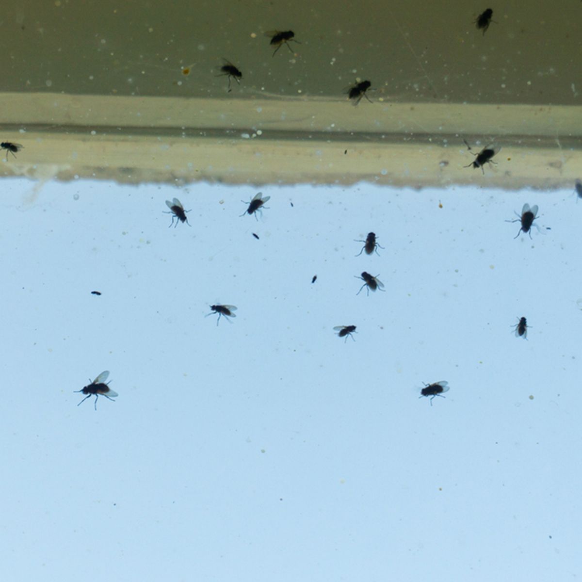 Small Flies in House