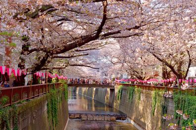 Tokyo cherry blossoms