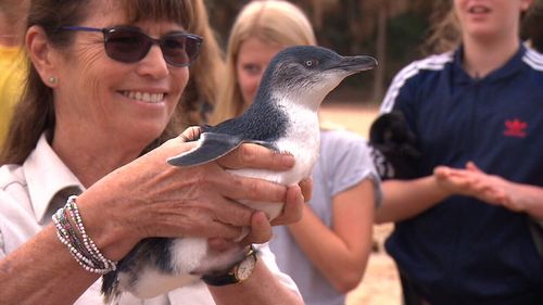 Workers at Sydney's Taronga Zoo recovered the penguins after they were swept up on shore. Picture: 9NEWS.