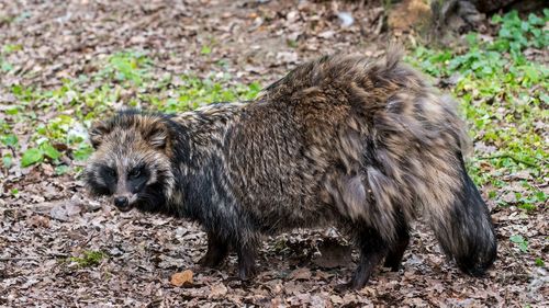 Raccoon dogs were known to be traded at the market in Wuhan
