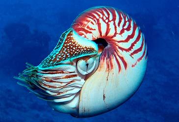 Know Cephalopods? - Nine Daily Quiz