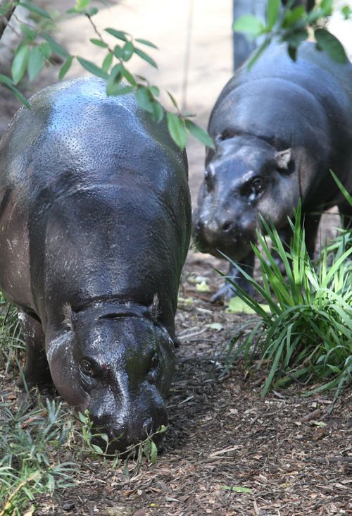 Melbourne Zoo hopes their pygmy hippos will mate and produce their first baby since 1981. (AAP)