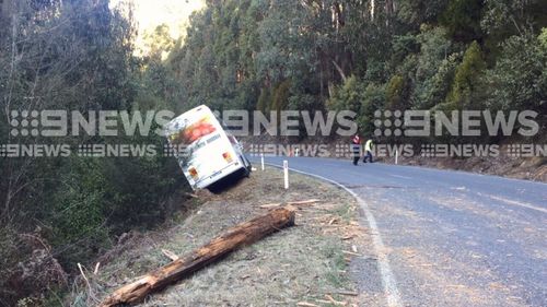 Police say the driver was startled after a tree fell suddenly.