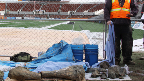 Woolly mammoth bones found during construction work at US university football stadium